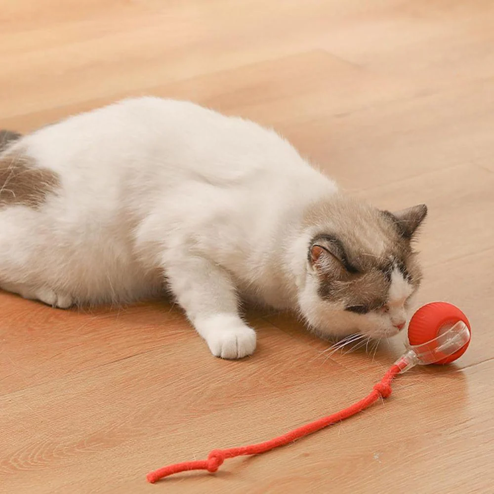 PawJoy | Interactieve speelbal voor huisdieren - Image 6